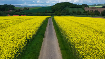 Aerial drone view of yellow rapeseed fields in German countryside