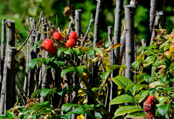 czerwone owoce rózy pomarszczonej, red fruits of rosa rugosa  © kateej