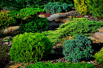 iglaste krzewy w ogrodzie skalnym, kamienie i iglaki w ogrodzie, Rockery garden with stones and small coniferous shrubs, Thuja, Juniperus, kolorowe iglaki 
 - obrazy, fototapety, plakaty