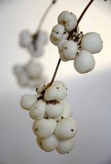 galązka z białymi owocami śnieguliczki, Śnieguliczka, Symphoricarpos Duhamel, snowberry, waxberry,  ghostberry, a branch with white snowberry fruit, common snowberry
