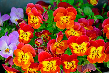 czerwono-żółte i fioletowe bratki ogrodowe, fiołki ogrodowe, Viola × wittrockiana, Beautiful orange and yellow pansy flowers, garden pansy 