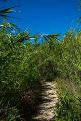 piaszczysta ścieżka między wysokimi trawami, ścieżka przy plaży między wysokimi trawami, path between tall grass on the beach
