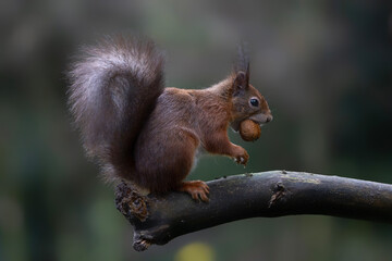 Hungry red squirrel (Sciurus vulgaris) eating a nut on a branch. Noord Brabant in the Netherlands.       