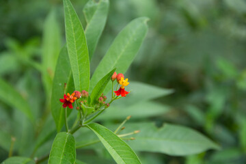 Flor Roja