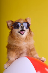Domestic dog of the Spitz breed sticks out its tongue on a yellow background in a funny way. Funny little fluffy dog in sunglasses on sitting on an inflatable ball. 