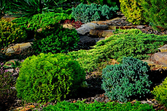 iglaste krzewy w ogrodzie skalnym, kamienie i iglaki w ogrodzie, Rockery garden with stones and small coniferous shrubs, Thuja, Juniperus, kolorowe iglaki 
