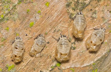 Five ladybug exuviae pupa exoskeletons grouped on tree, nature Springtime pest control. - obrazy, fototapety, plakaty