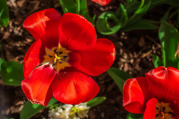 Red Pedals in Bloom, Atlanta Botanical Garden, Atlanta, Georgia