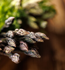 Fresh purple asparagus, focus on the asparagus heads inside, close up view