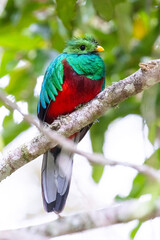 Quetzal im Parque Nacional Los Quetzales in Costa Rica