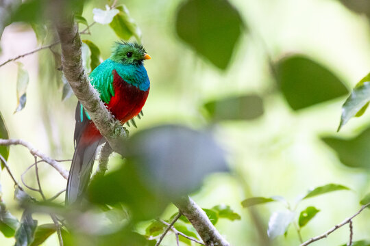 Quetzal im Parque Nacional Los Quetzales in Costa Rica