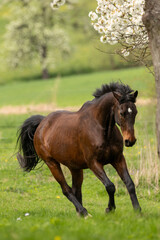 Pferd mit Kirschblüten