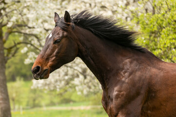Pferd mit Kirschblüten