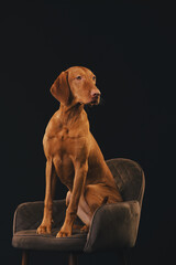 Portrait of a beautiful Vizsla dog against the background