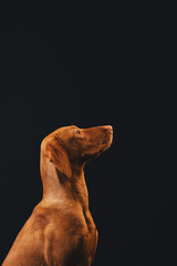 Portrait of a beautiful Vizsla dog against the background