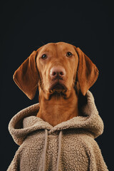 Funny Vizsla breed dog in a hoodie