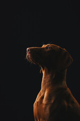 Silhouette of a dog of the Hungarian Vizsla breed