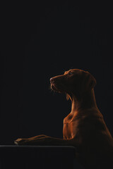 Silhouette of a dog of the Hungarian Vizsla breed