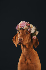Beautiful dog of the Hungarian Vizsla breed in a wreath of flowers