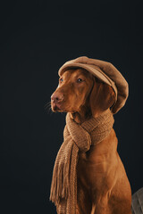Funny Vizsla breed dog wearing a hat