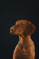 Beautiful dog of the Hungarian Vizsla breed in a necklace