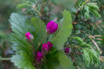 the flower of the northern princess berry. Wild Northern berry blossoms