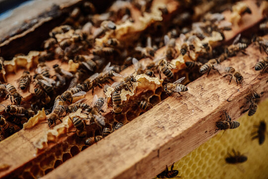 Honey bees working in the hive