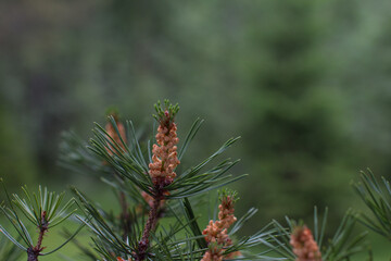 flowering pine cones with pollen. Common European pine