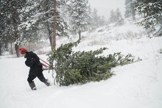 Man pulling an evergreen tree through a snowy setting