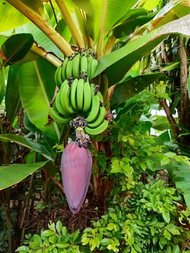 Bananenstaude