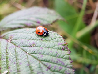 Ladybird on a leaf