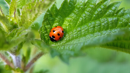 Obraz premium Ladybird on a leaf