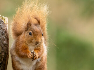 Close up of a cute little red squirrel in the sunshine in woodland