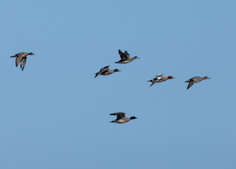 Teal ducks in flight with bright blue background 