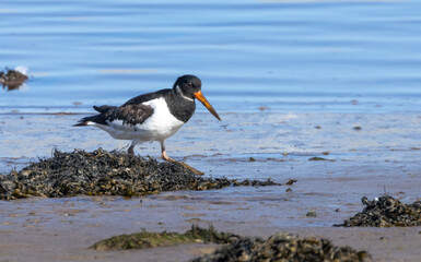 Oyster catcher feeding at the edge of the water