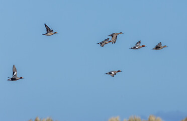 Teal ducks in flight with bright blue background 