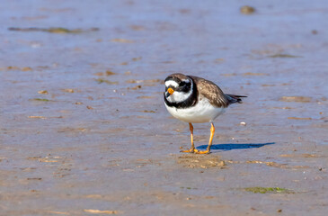 Ringed plover small shore bird