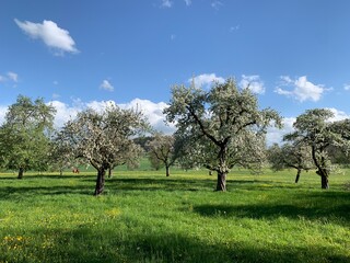 Blühende Apfelbäume, Obstbäume in Blüte im Frühling auf grüner Wiese