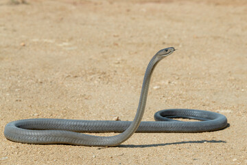 A highly venomous black mamba (Dendroaspis polylepis) photographed as it was released back into the wild 