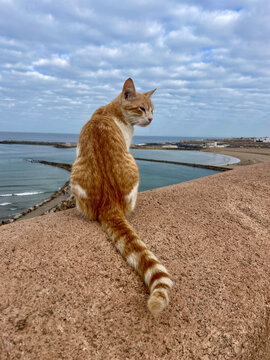 Stray cat overlooking ocean, Tangier, Morocco