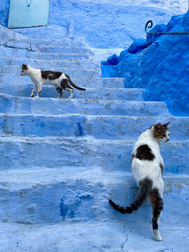 Two stray cats on painted blue steps, Morocco