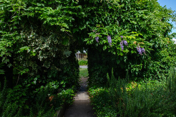garden path with wisteria
