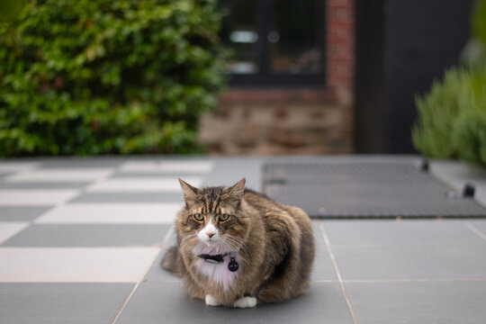 cat outside
