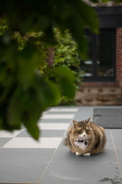 cat outside