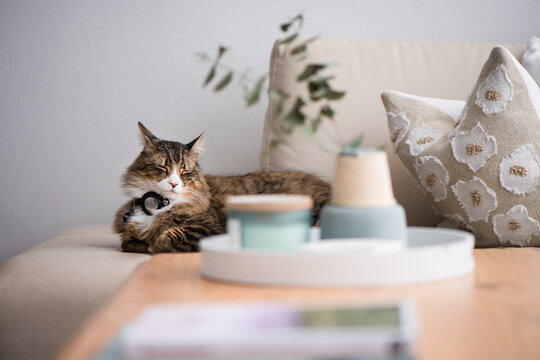 cat on sofa