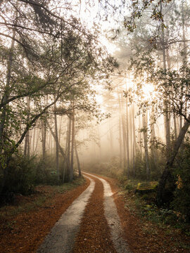 Early morning lights on the road
