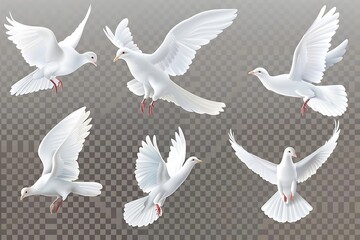 White Dove Set. White dove transparent set with peace symbols realistic isolated vector illustration .