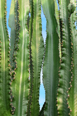 Tall large green Euphorbia cactus plant background