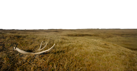 A mule deer antler lying on ground in an open prairie setting with dry grass. The sky is transparent.
