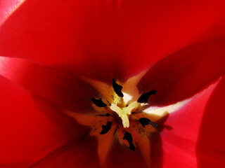 Fototapeta premium Czerwone tulipany